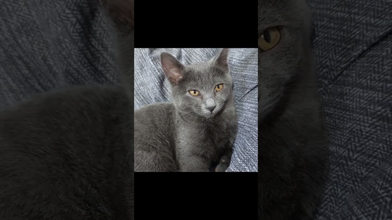 졸린 아기 고양이 대신 만져줌  #아기고양이 #shorts