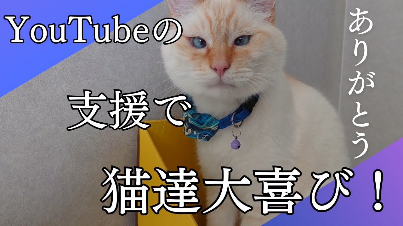 ありがとうの気持ちを猫達と一緒に♪ Super Chat&Thanksで購入したグッズに猫、大満足！