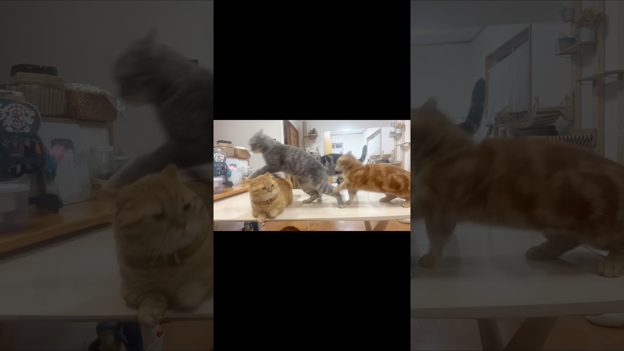 姉弟喧嘩のとばっちりを食うパパ猫 #猫 #マンチカン #shorts