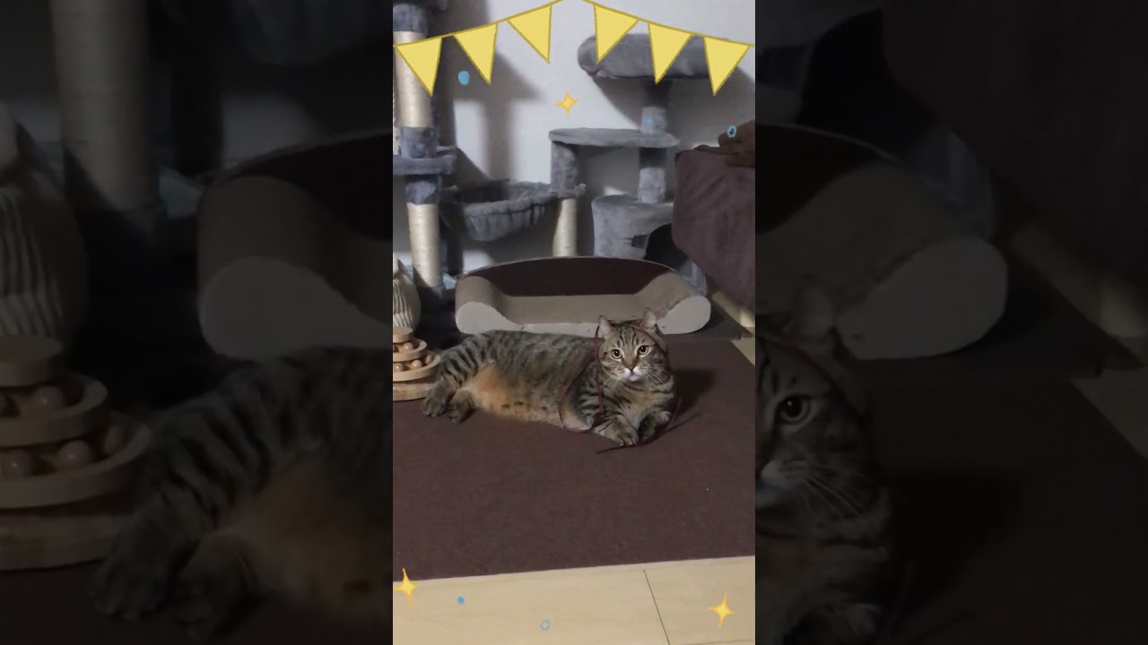 どうしてそうなった