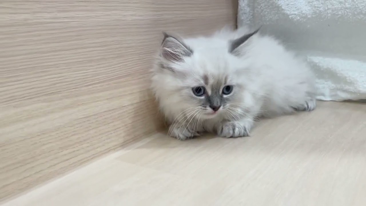 💖毛色は希少なブルーリンクス💖大人気の可愛いサイベリアンの男の子【パピードリーム】