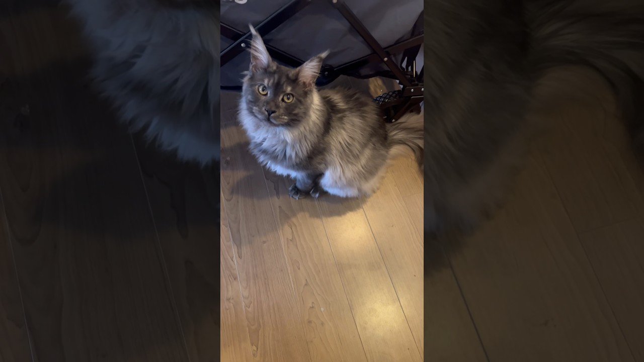 🦁🩷 #cat #mainecoon #猫 #メインクーン