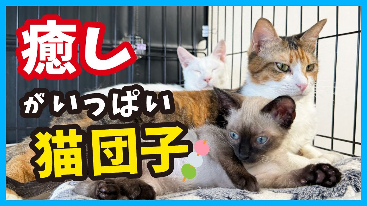 【保護 子猫】元気になった子猫が猫団子に埋もれる姿が可愛い。（冬63）