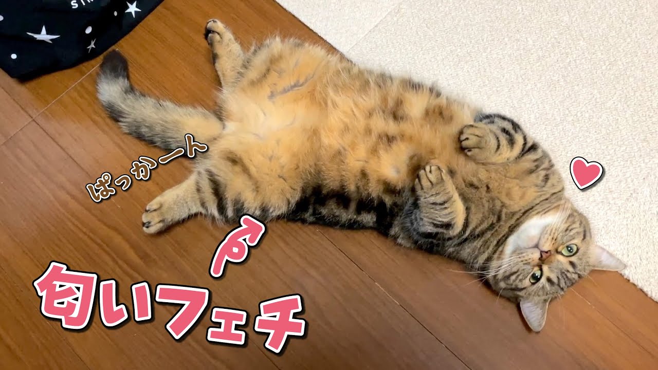 好きな匂いを見つけるとメロメロになっちゃう猫が可愛すぎた！