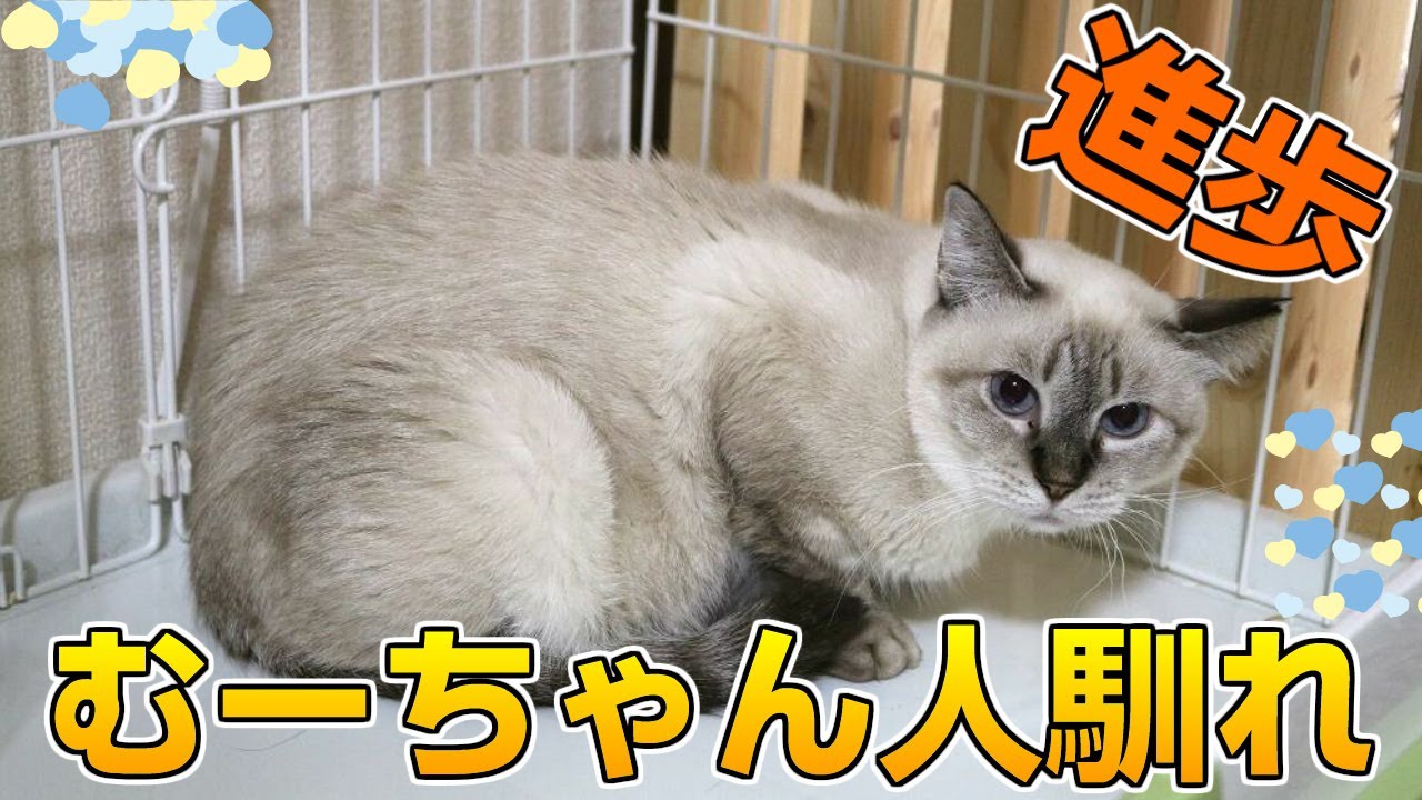 1年以上引きこもりだった凶暴なシャム猫！人馴れが進んでいます！！