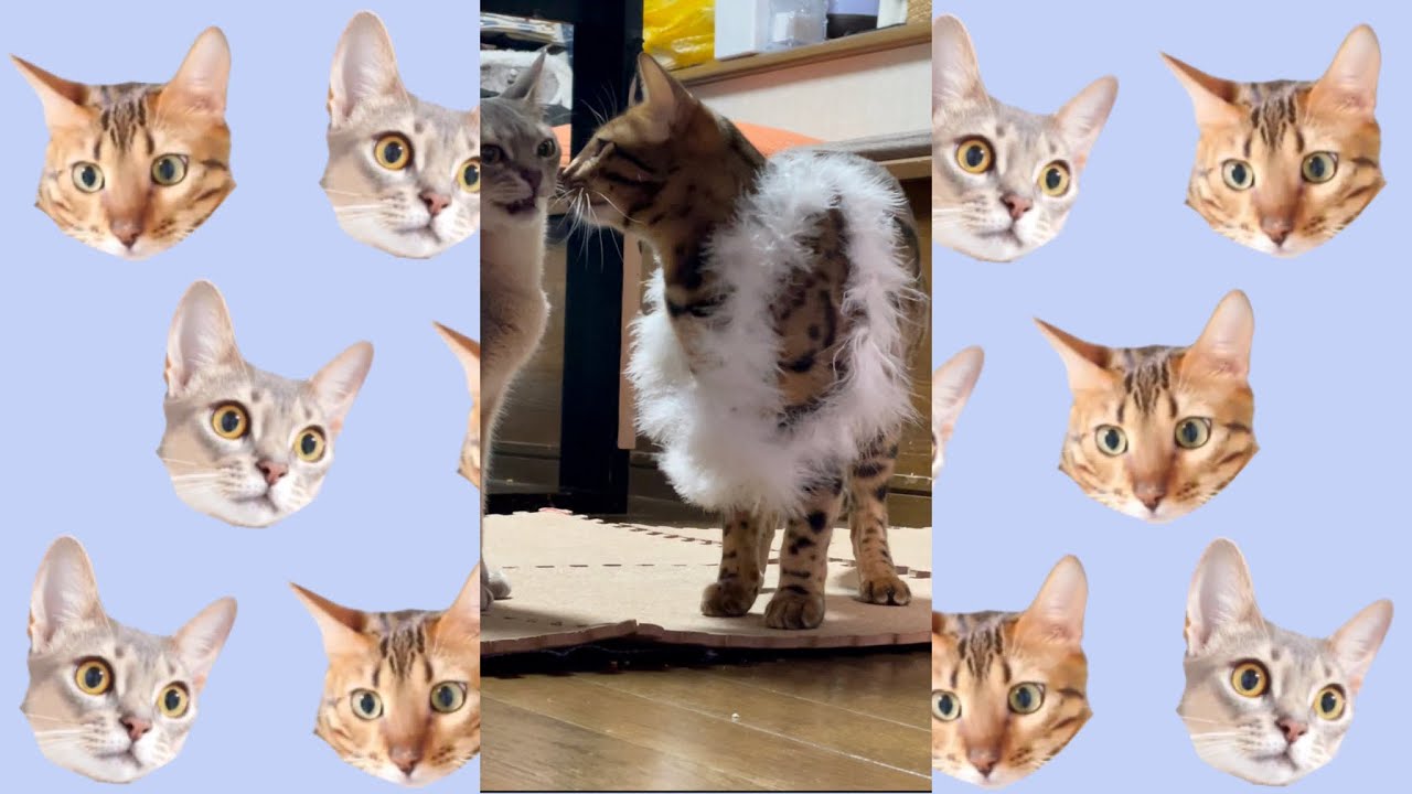 我が家にMISIAがいます（ベンガル猫とアビシニアン）BEST FUNNY CATS&KITTENS #shorts