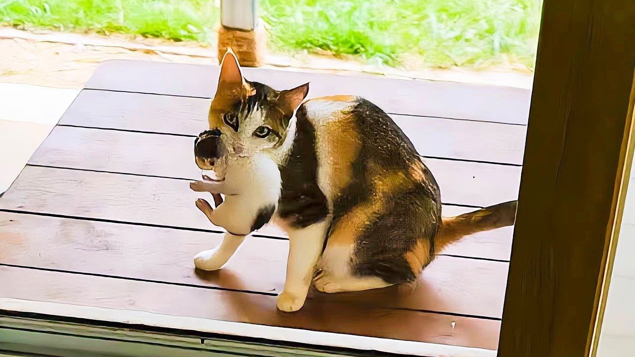 子猫を咥えて助けを求める母猫。赤ちゃんの安全を心配し、家の中に入れてくれるように懇願した！