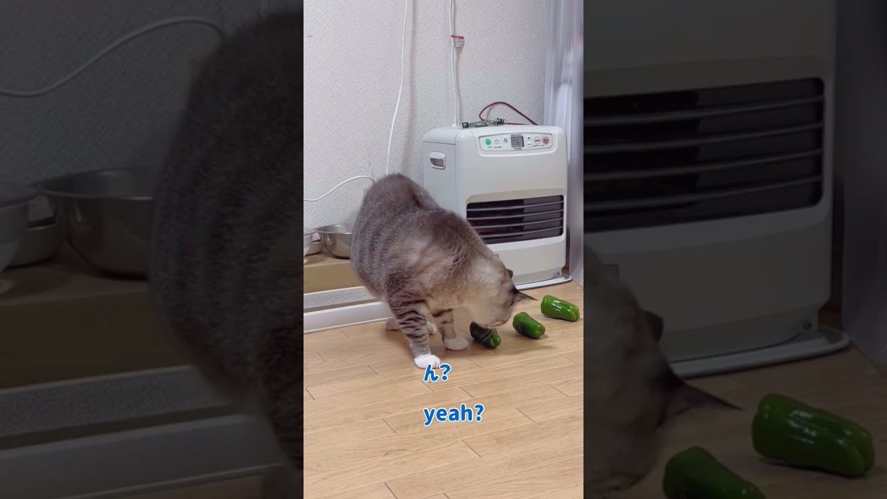 ピーマンと猫