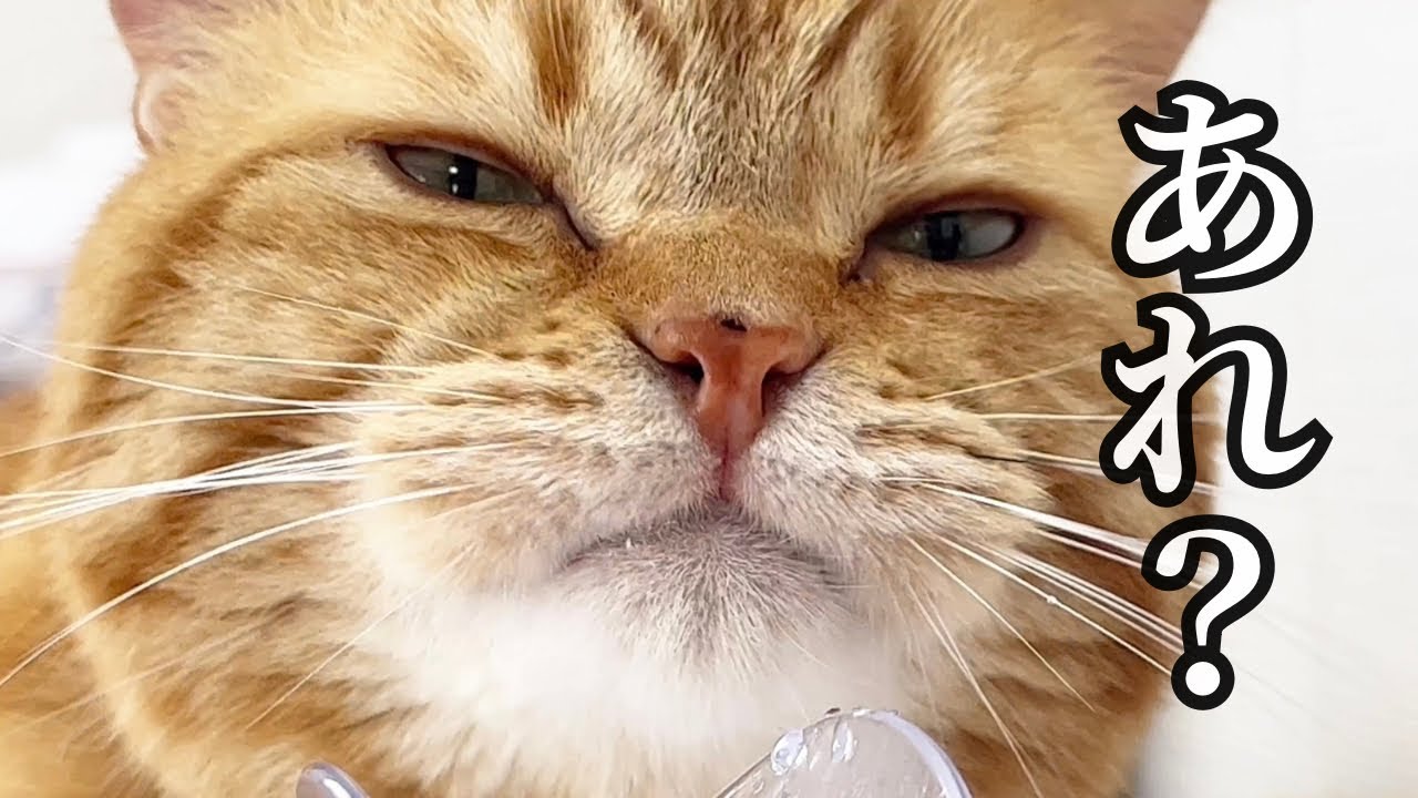 あれ？いつもの茶々パパとちょっとちがう... #猫 #マンチカン