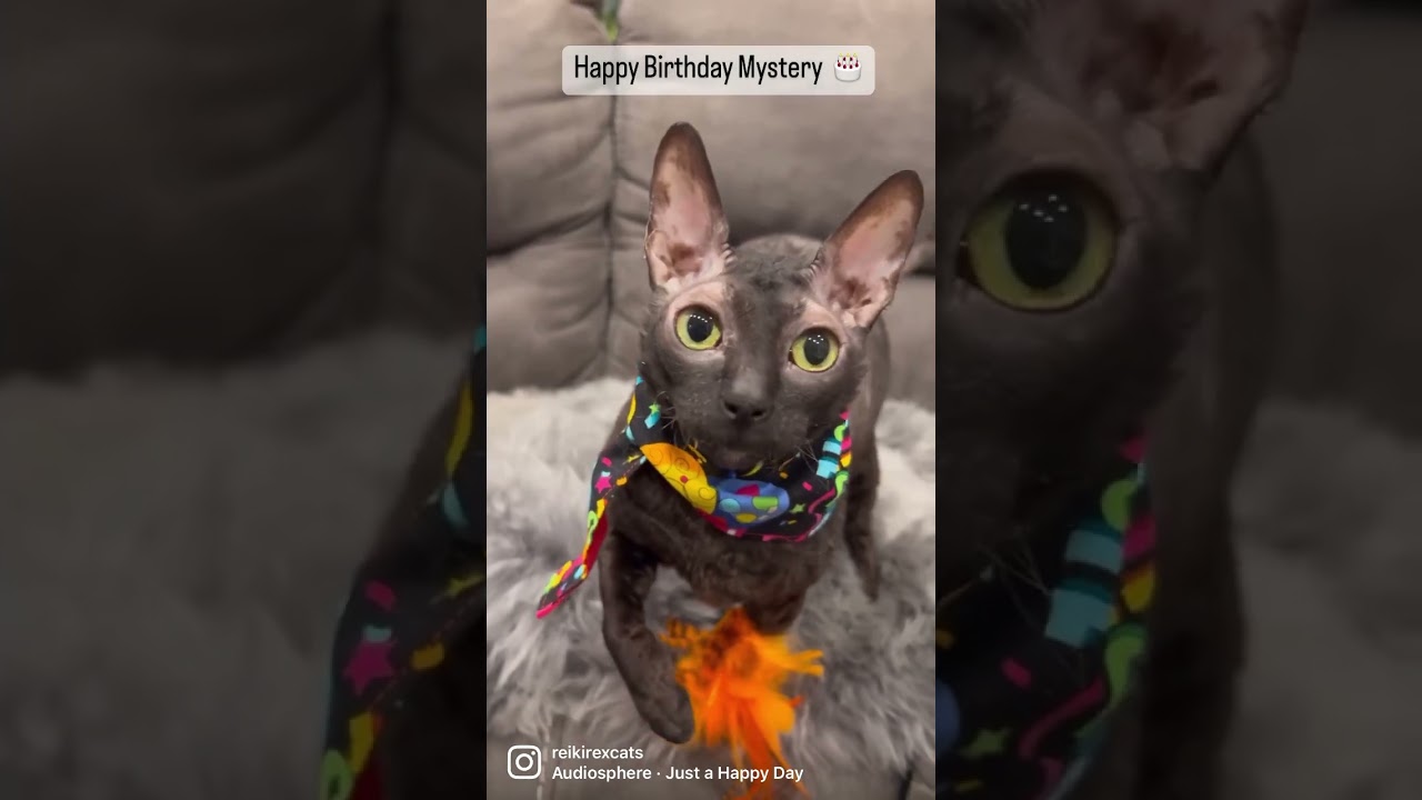 Happy Birthday to Mystery!!!  #catbirthday