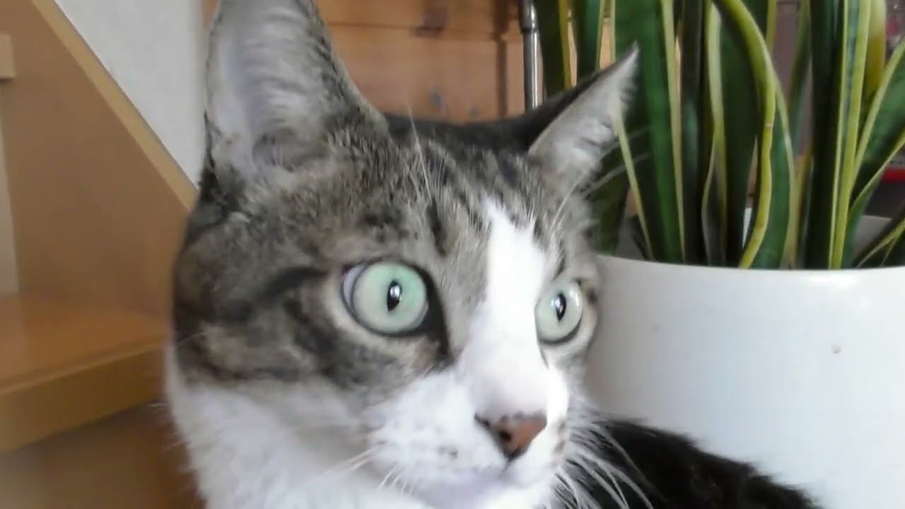 お👀が大きくて、ビー玉みたいな猫（こうちゃん）　202402B2