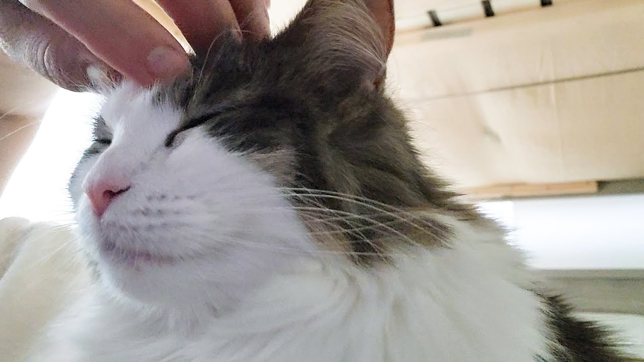 飼い主が昼寝しようとすると隣に来る猫【２歳ノルウェージャン】