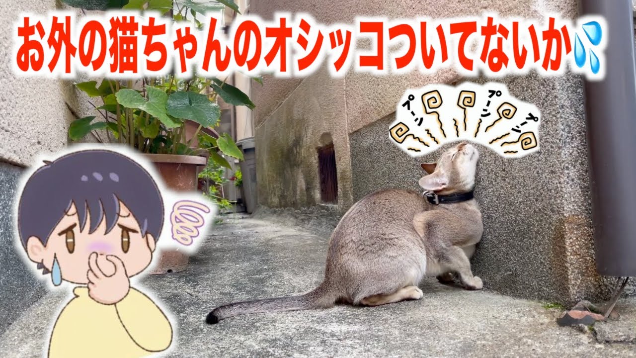 お外で汚れた猫達をお風呂に入れたら皆んなお利口でした