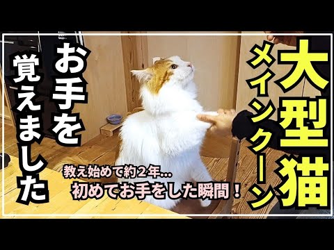 感動！猫が初めてお手をしました！【大型猫メインクーン】