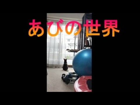 ネコ動画あび＃3424　あびの毎日　アビシニアン　あび
