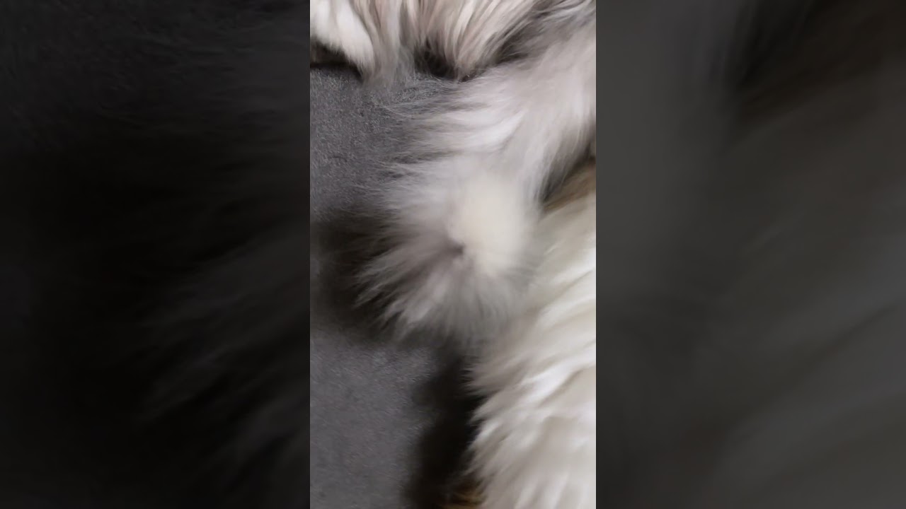 【猫の日常】おねんねするニャ♡ #猫#ねこ#cat#マンチカン#癒し