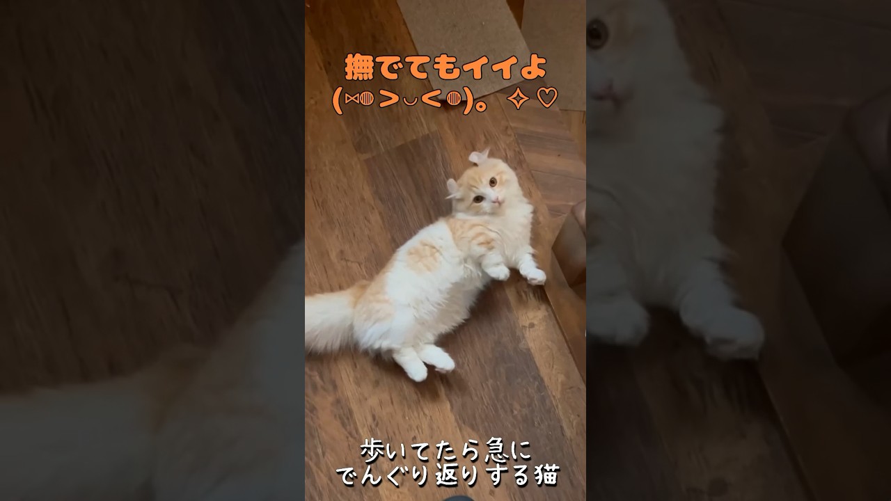 【キンカロー】撫でてもイイよ♡【マンチカール】