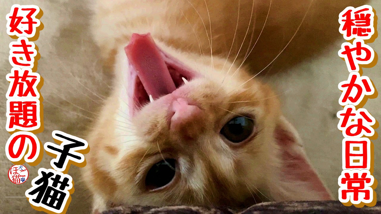 【子猫 保護】好き放題の子猫達だけど穏やかな日常＋おまけコーナー