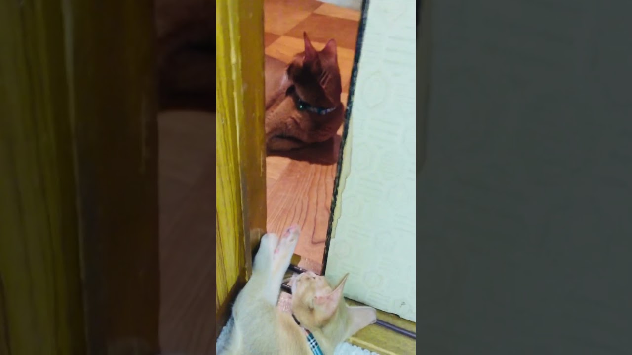 ロミオとジュリエット的な。。#猫＃ひかる＃いぶりん#アビシニアン#レッド#フォーン#cat#abyssinian#red#fawn#ロミオとジュリエット＃Romeo and Juliet