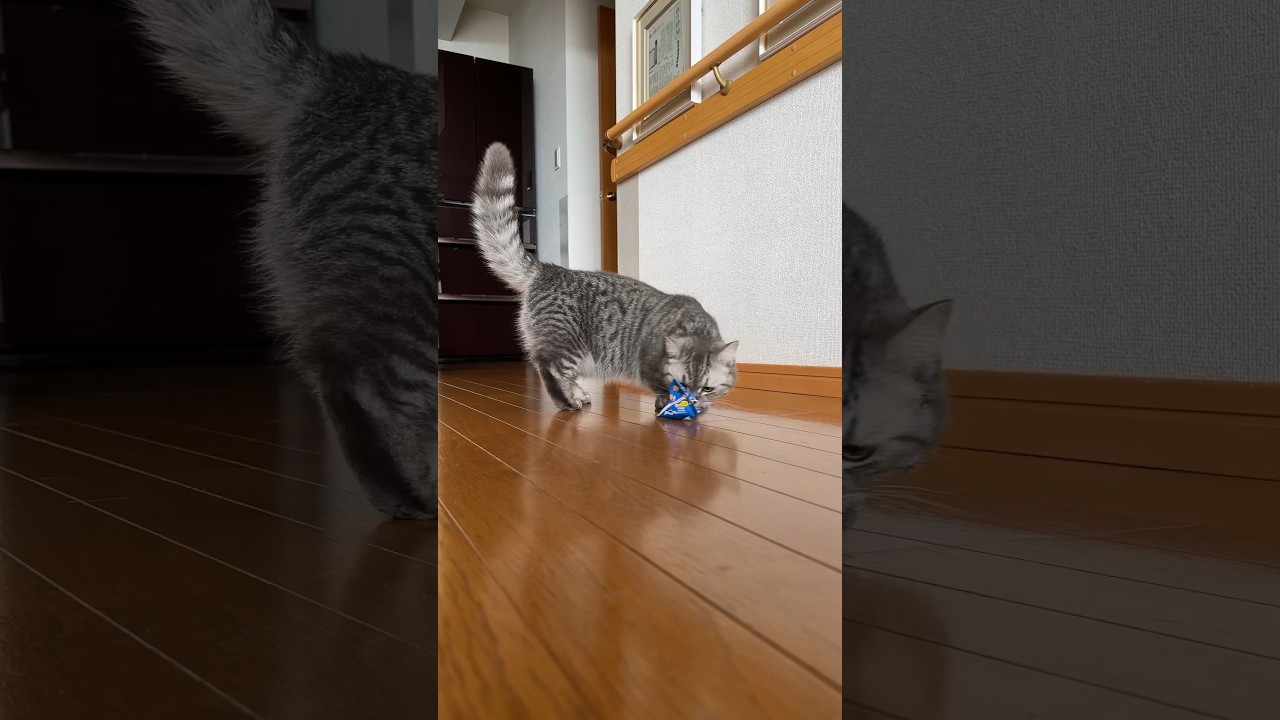 おやつが足りなかった猫🐈 #猫 #マンチカン #kitty #cat #kittycat #kitten #catlover #munchkincat #cute