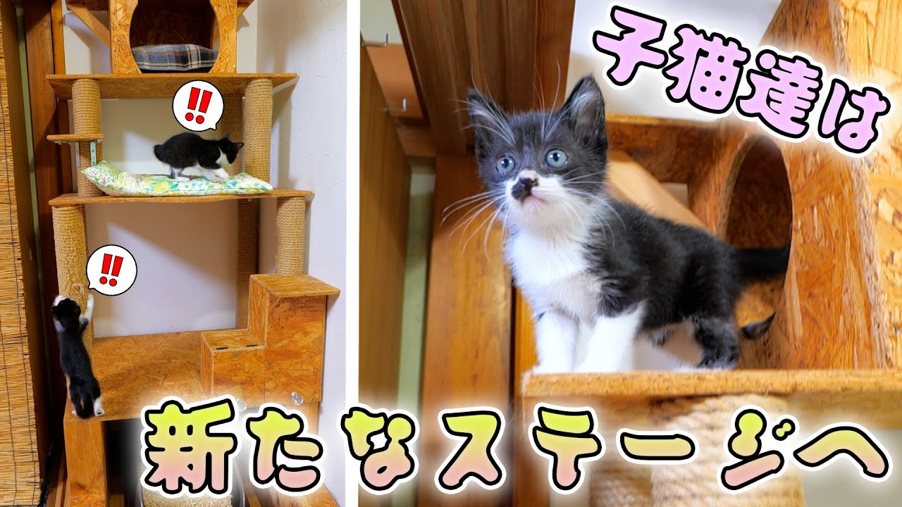 子猫達が初めてボス吉キングタワーを登りました🗼🐈🐈【仲良し子猫姉妹の成長記録】