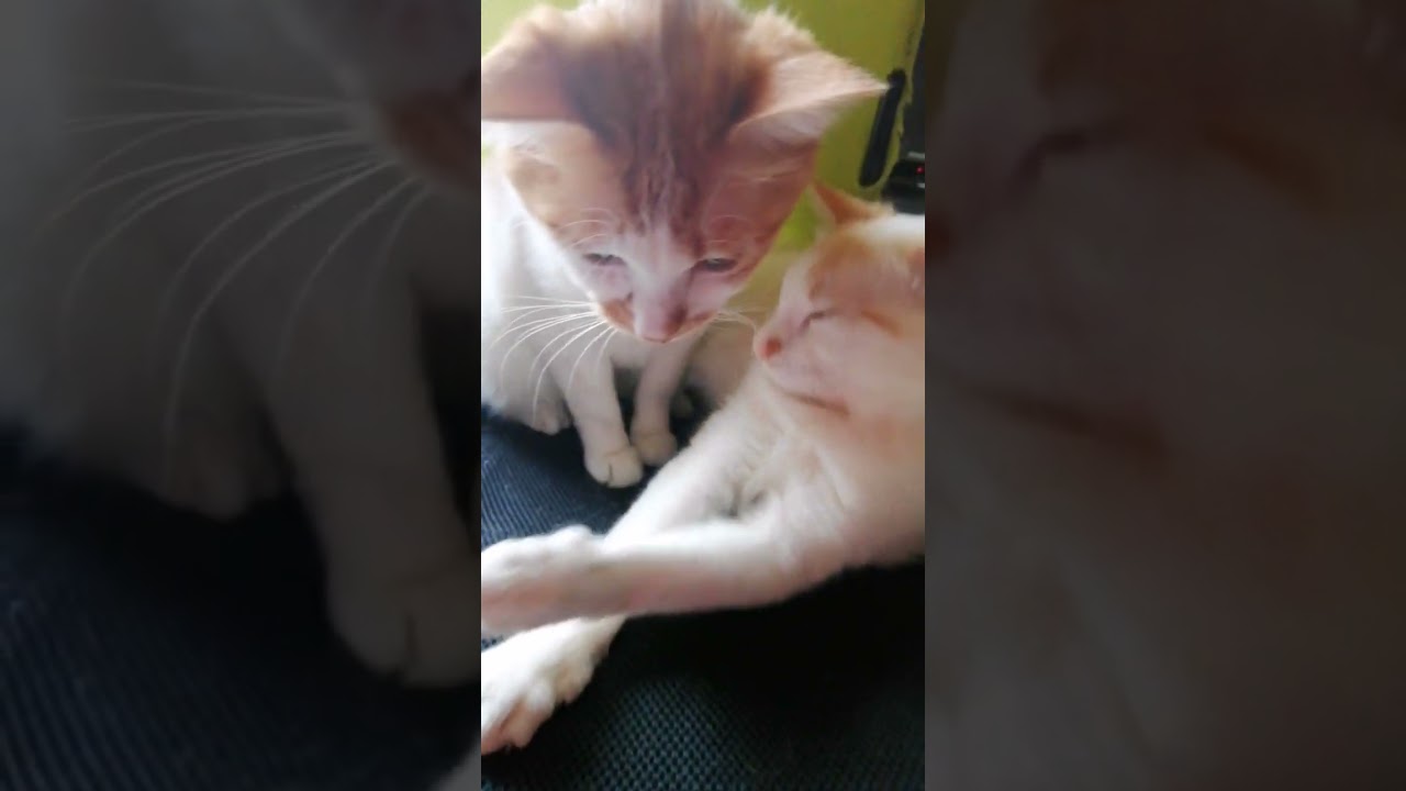 【ねこ動画】同時にあくびをするねこ親子🐱 #shorts #猫 #子猫