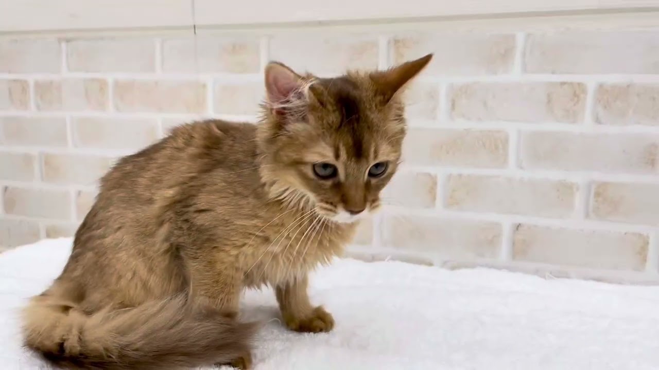 【2024年4月5日撮影:ソマリ】生後5ヶ月の女の子！