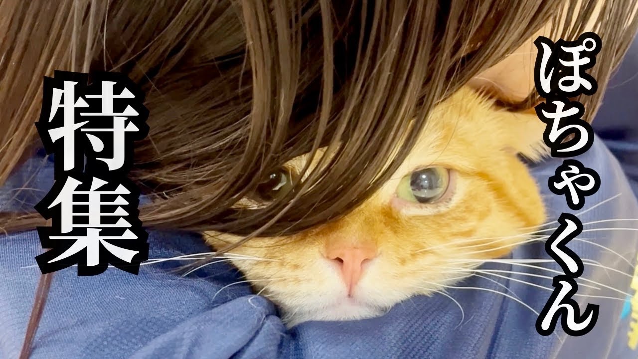 かわいいまんまる猫ぽちゃくん特集〜♪ #猫 #マンチカン
