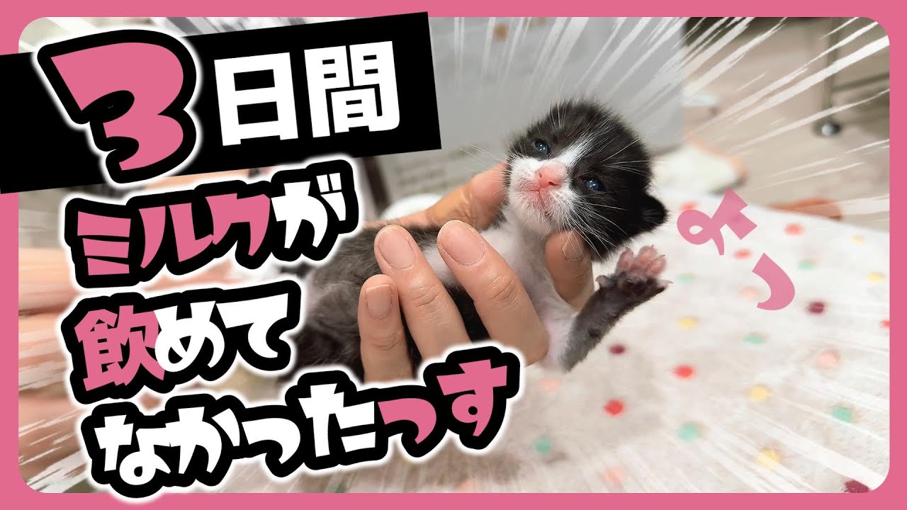 【緊急保護】3日間ミルクが飲めてなかった143ｇの子猫たち 目が開いて間もないっぽい【保護猫生活1日目】