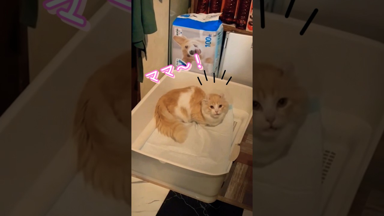 【キンカロー】ママ～って言ってる？【マンチカール】