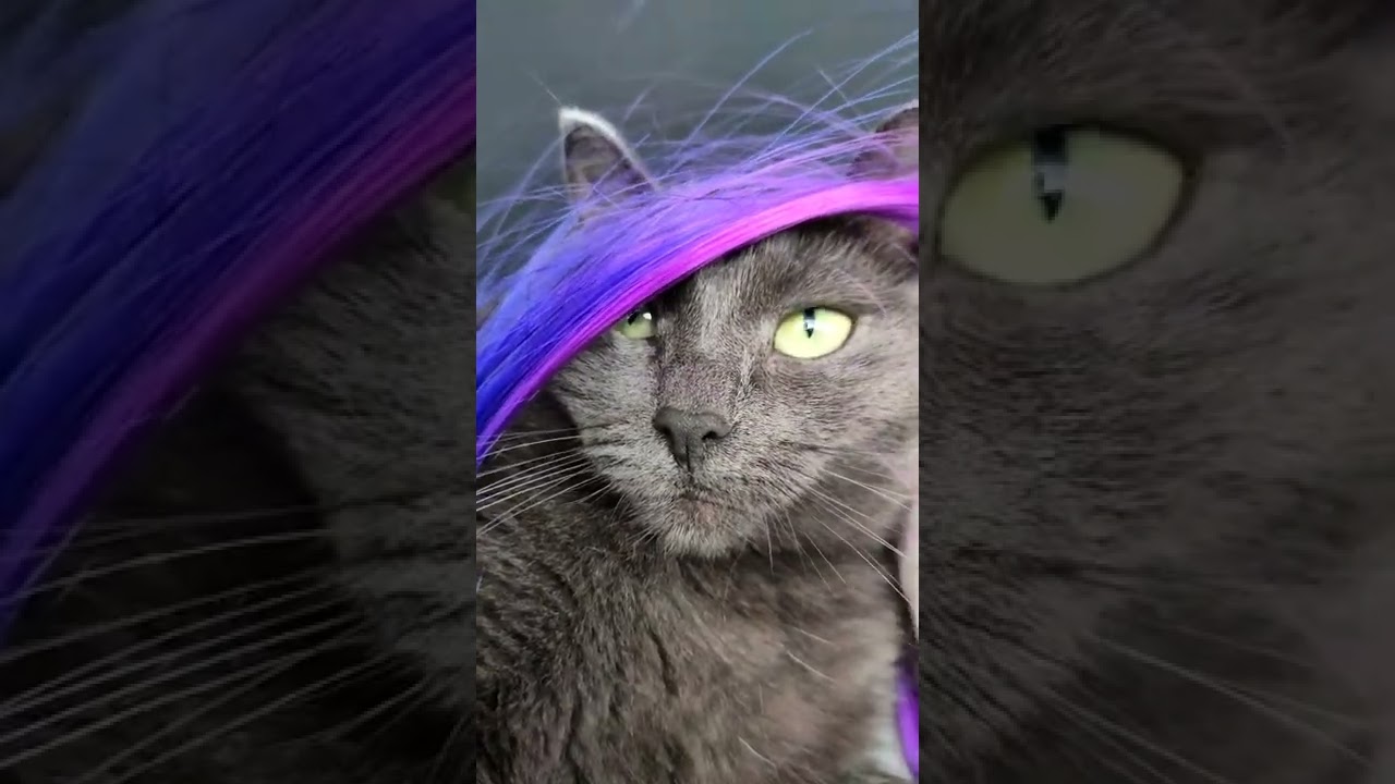 BEAUTIFUL KORAT CAT