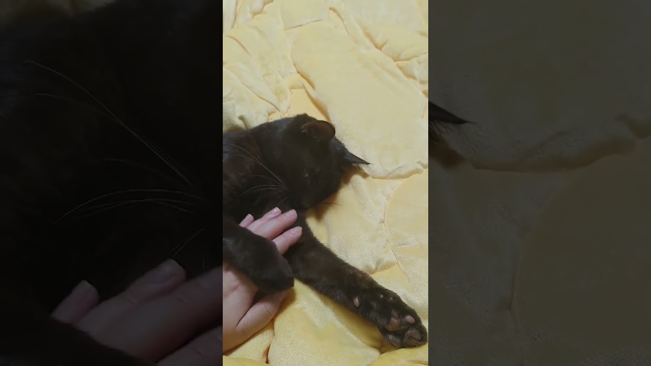 어제 약주를 너무 많이 하셨나 보네요 주인님...  #cat #하바나브라운 #고양이