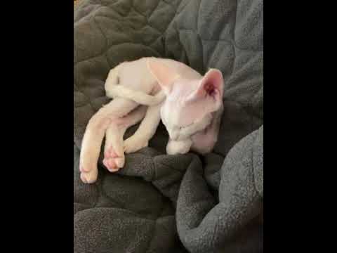 Devon Rex Cat, Kitten's Bath Time 德文卷毛猫