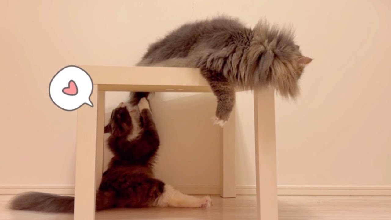 【ほれほれ♪】自分の尻尾で子猫を遊ばせてあげる、優しいノルウェージャンフォレストキャット♡