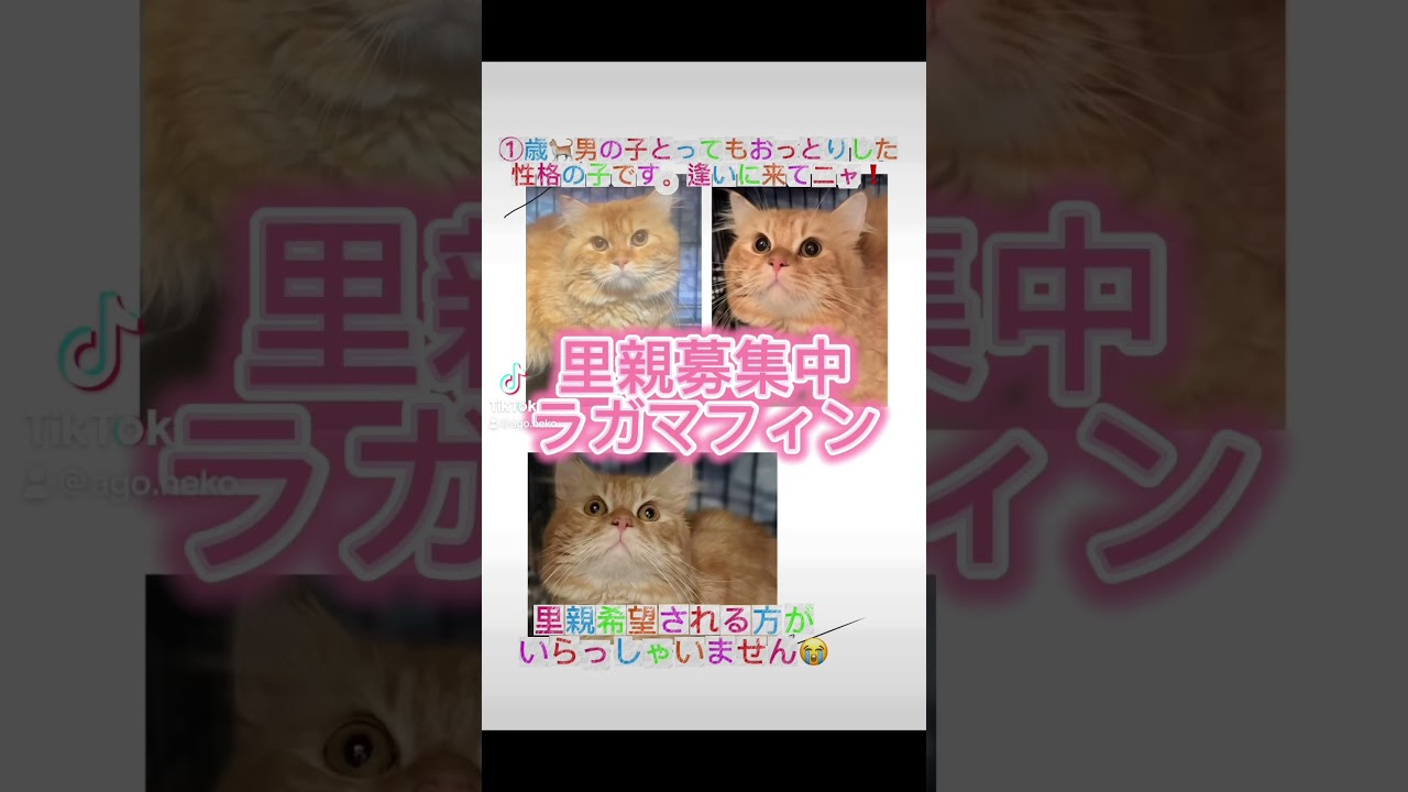 #里親募集中子猫アゴはネコ #猫のいる暮らし #ラガマフィン　#里親様募集中