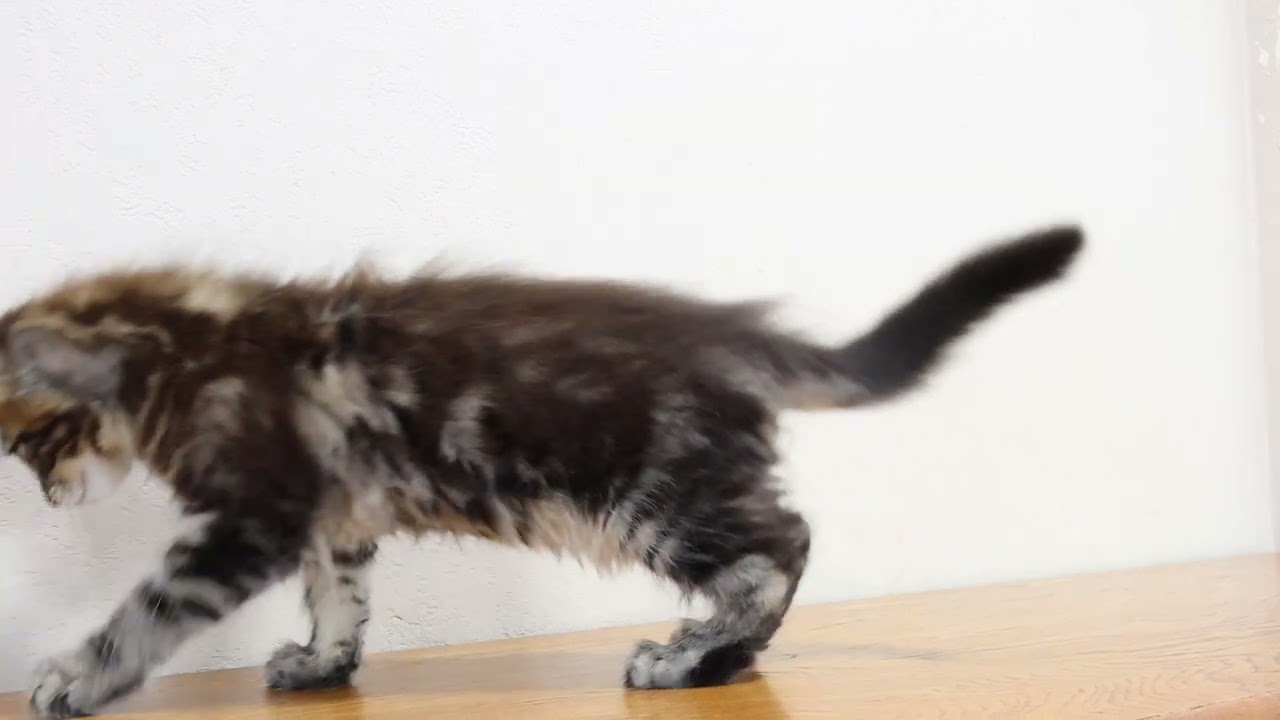 メインクーン子猫ぺい君お渡し