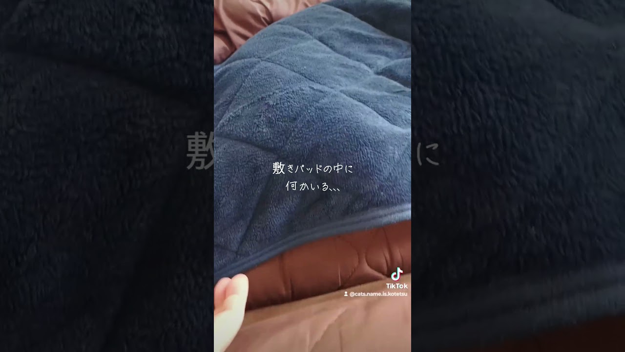 敷きパッドの下に何かいる(What's under the bed pad?)