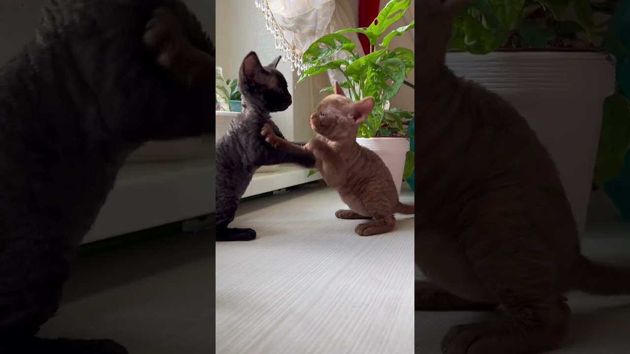 Black and brown cat 🐈🐈😺😺🥰🥰 playing #viralshort