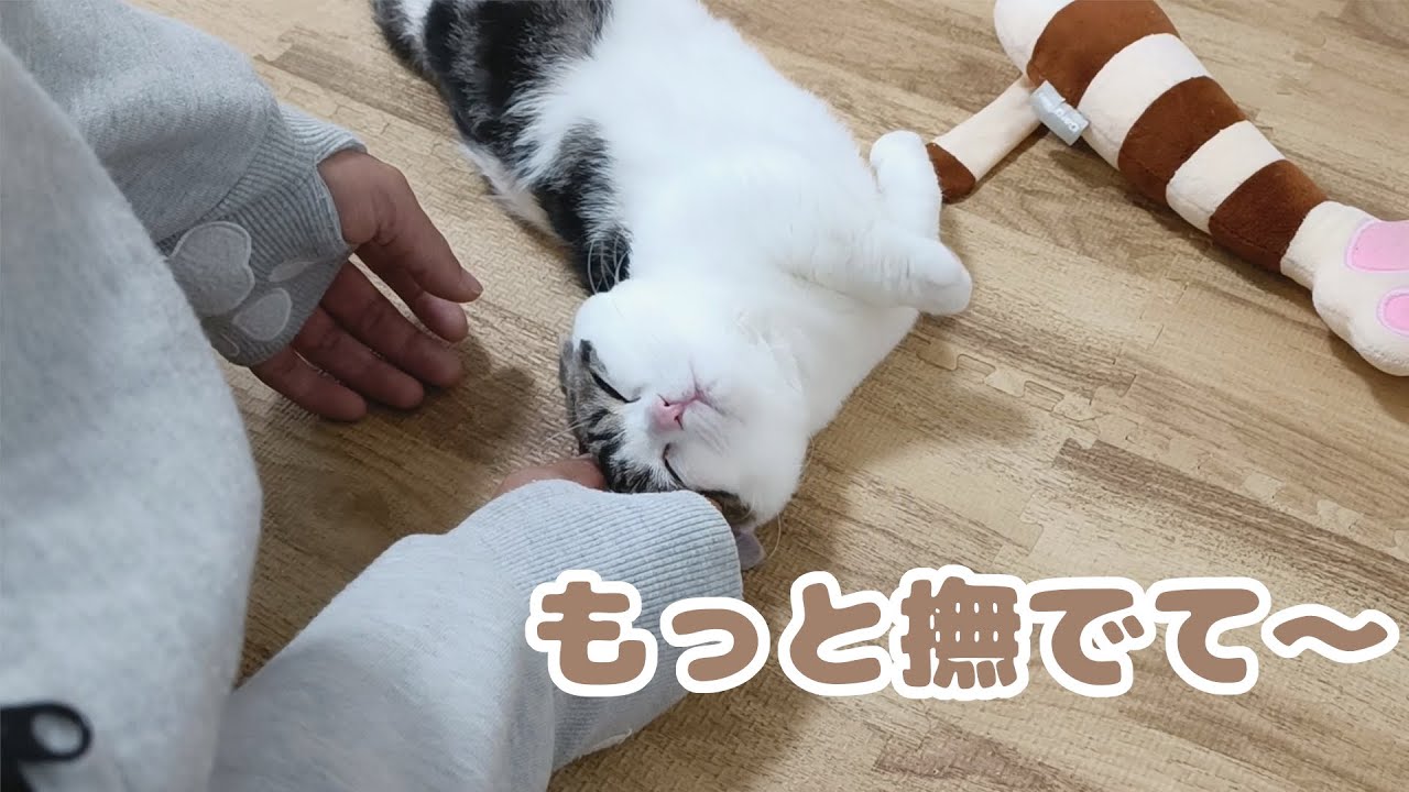 撫でるのイヤイヤ意地っ張り子猫がついに屈しました