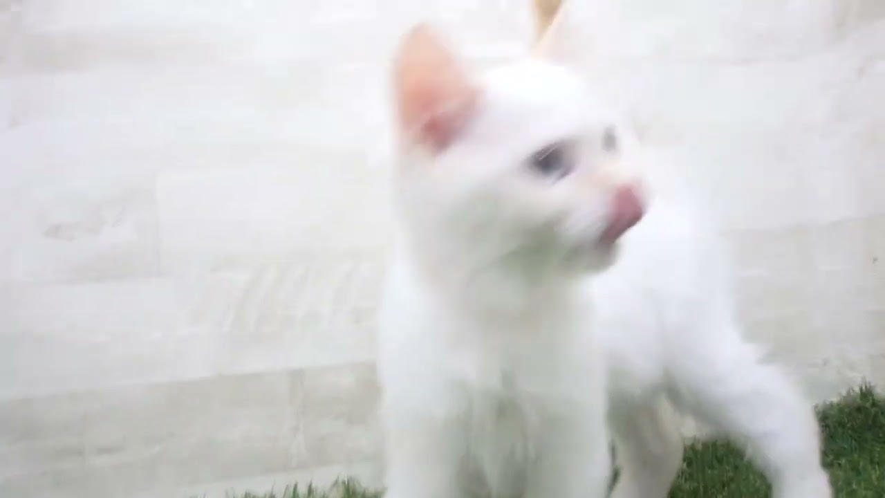 00672616 ラガマフィン