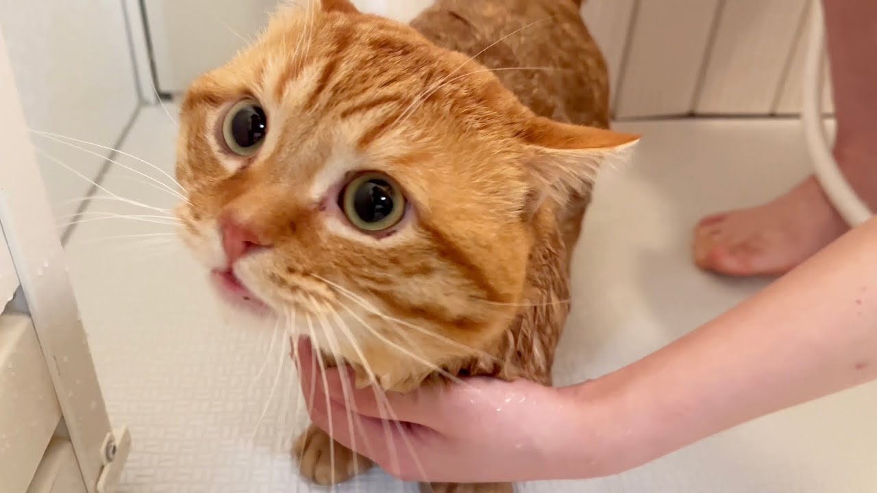 大好きなねぇねにお風呂に入れてもらったまん丸猫がかわいすぎました！ #猫 #マンチカン