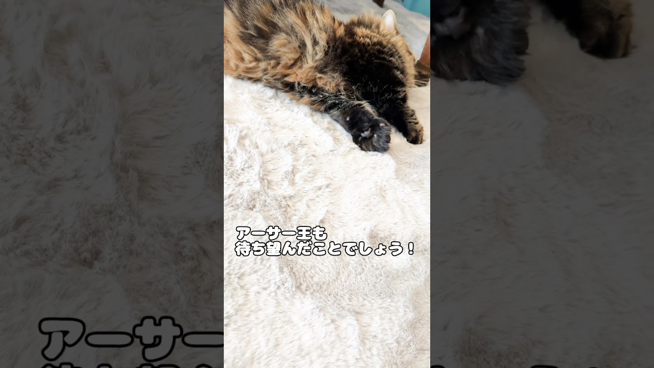 お待たせいたしました！【マンチカンのアーサー】 #Shorts