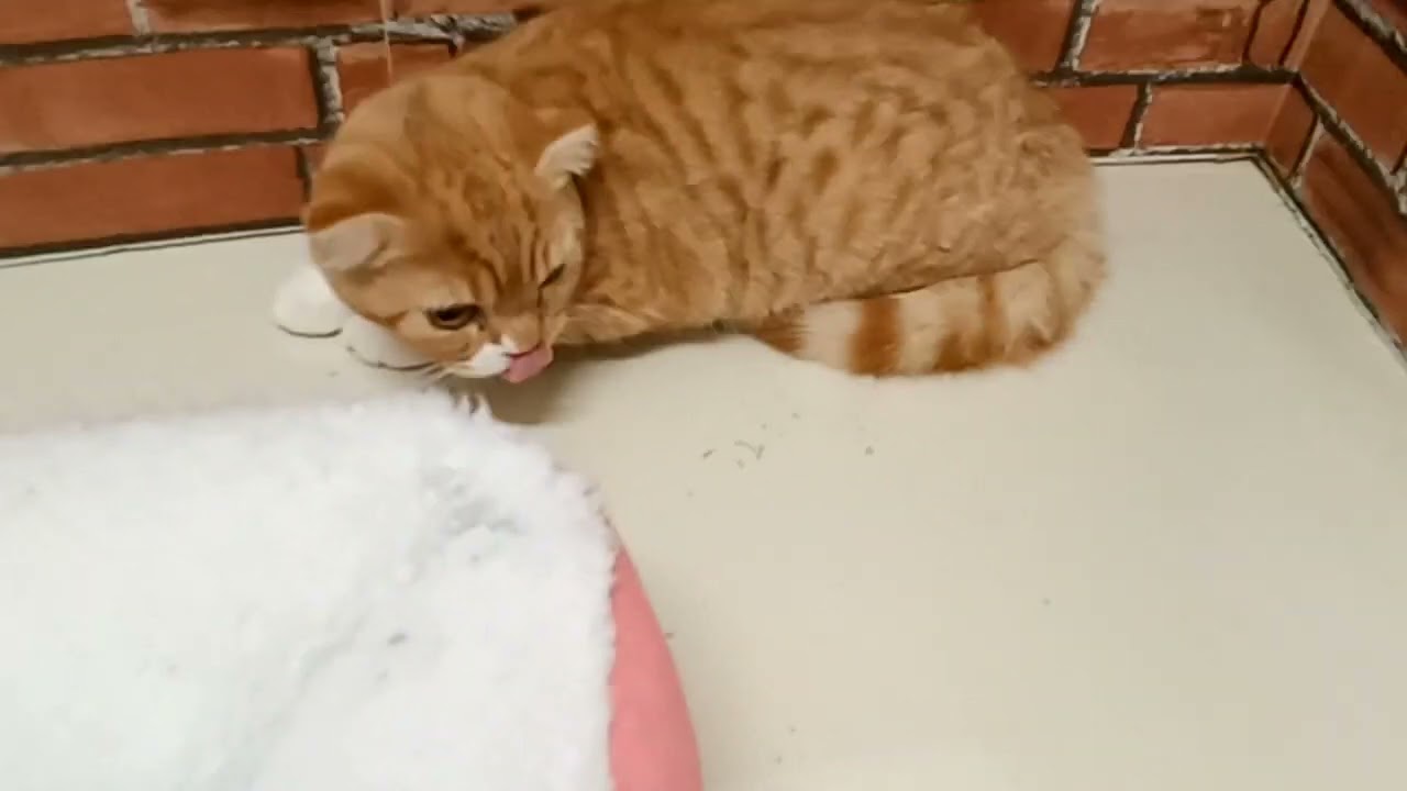 672306 スコティッシュフォールド