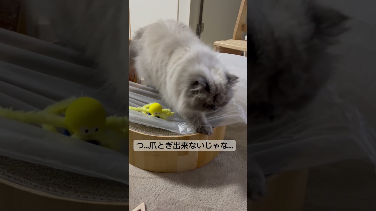 ゾワゾワするヒマラヤンのマーベル🐈 #shorts #うちのにゃんこ #cat #ねこ #マーベル #かわいい