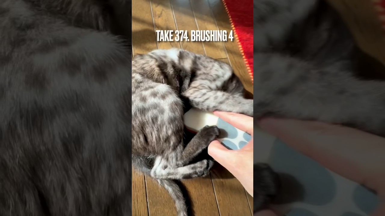 #ブラッシングタイム 大好きにゃ❤️あたち #短毛貓 だけど #ダブルコート で白い毛がいっぱい抜けるにゃ❗️#換毛期すごい #猫あるある #brushing #エジプシャンマウ #shorts