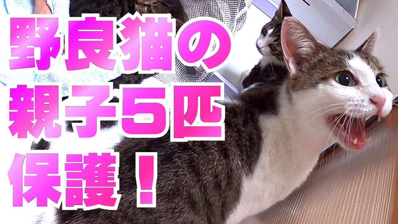 野良猫の親子5匹を保護したらまさかの猫の恩返しを受けました