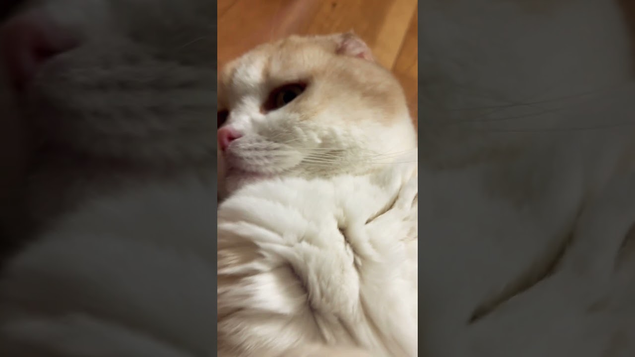 定番🌸2024春#スコティッシュフォールド #猫 #おすすめ #バズれ