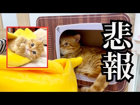 【悲報】子猫の頃に好きだったのに... #猫 #マンチカン