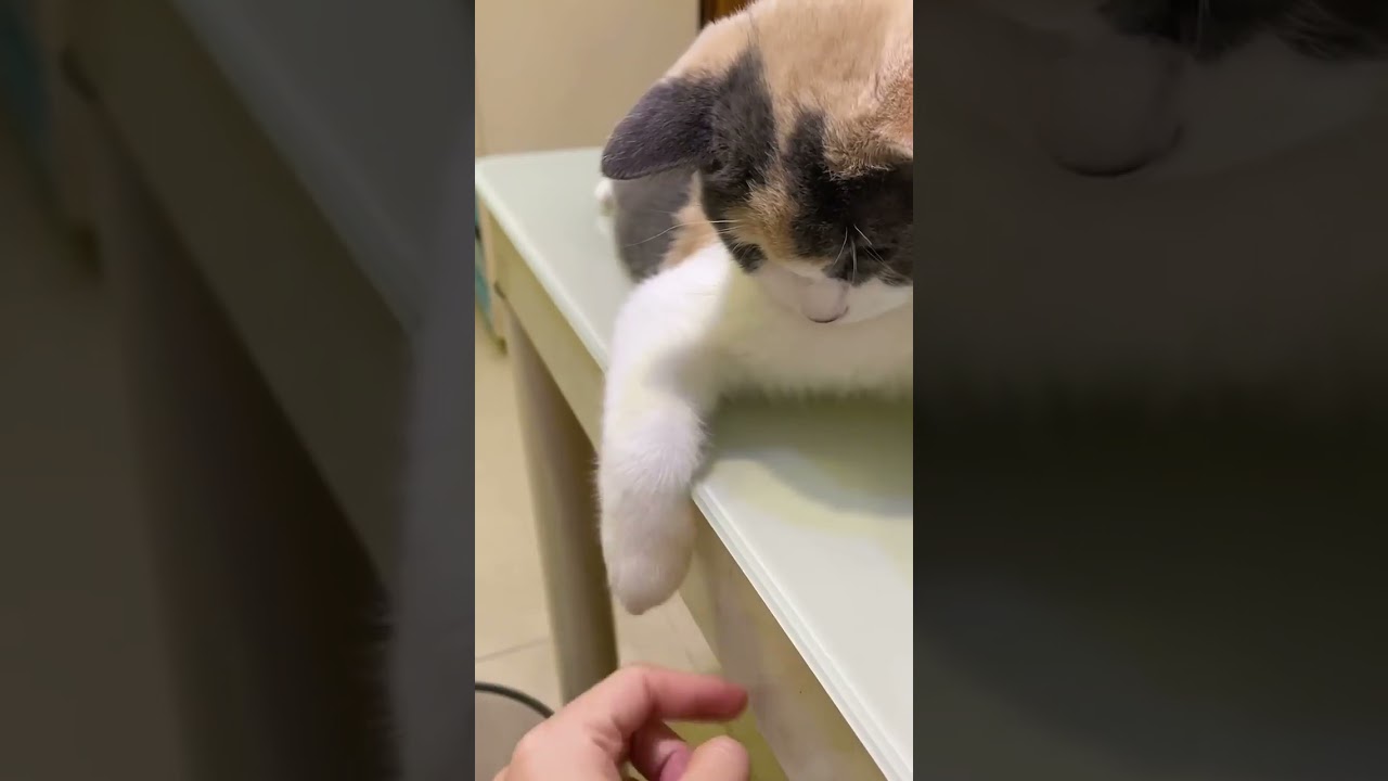 It's my leg not toy 😂😂 see  cat reaction 🐈😺 #kitty#funny#shorts#love