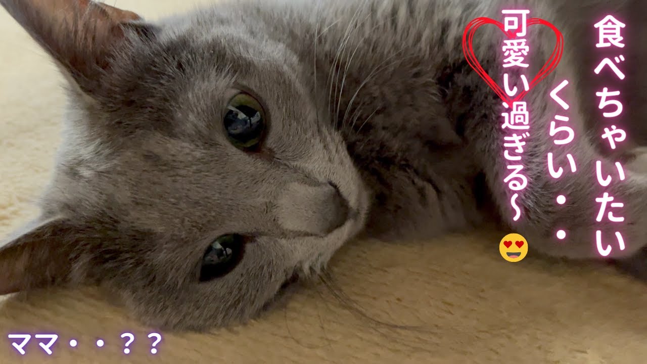 【猫ロシアンブルー】可愛過ぎるにもほどがある‼️